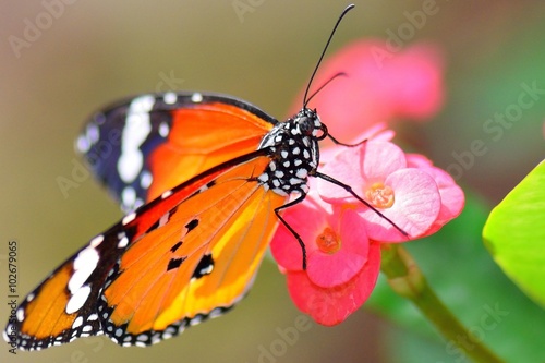 farfalla monarca 