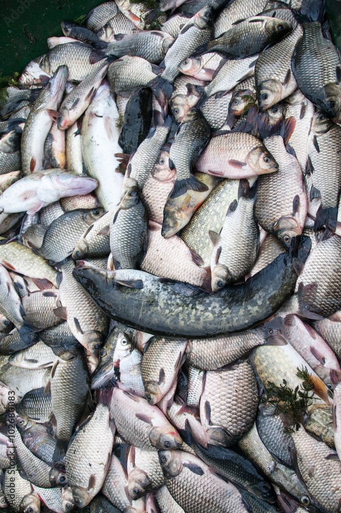 Fototapeta premium Fishes in the boat