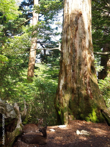 新高塚小屋前のヤクシカ／屋久島