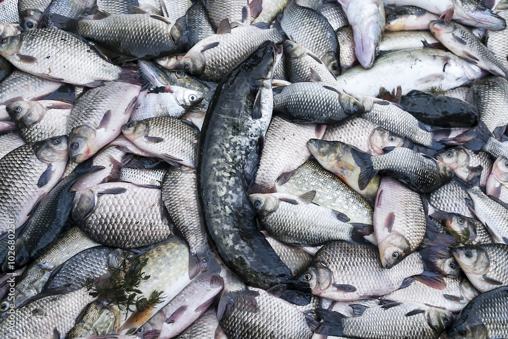 Fishes in the boat Fishes in the boat