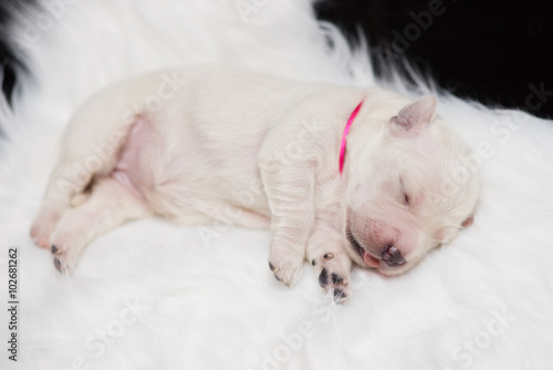 newborn golden retriever puppy