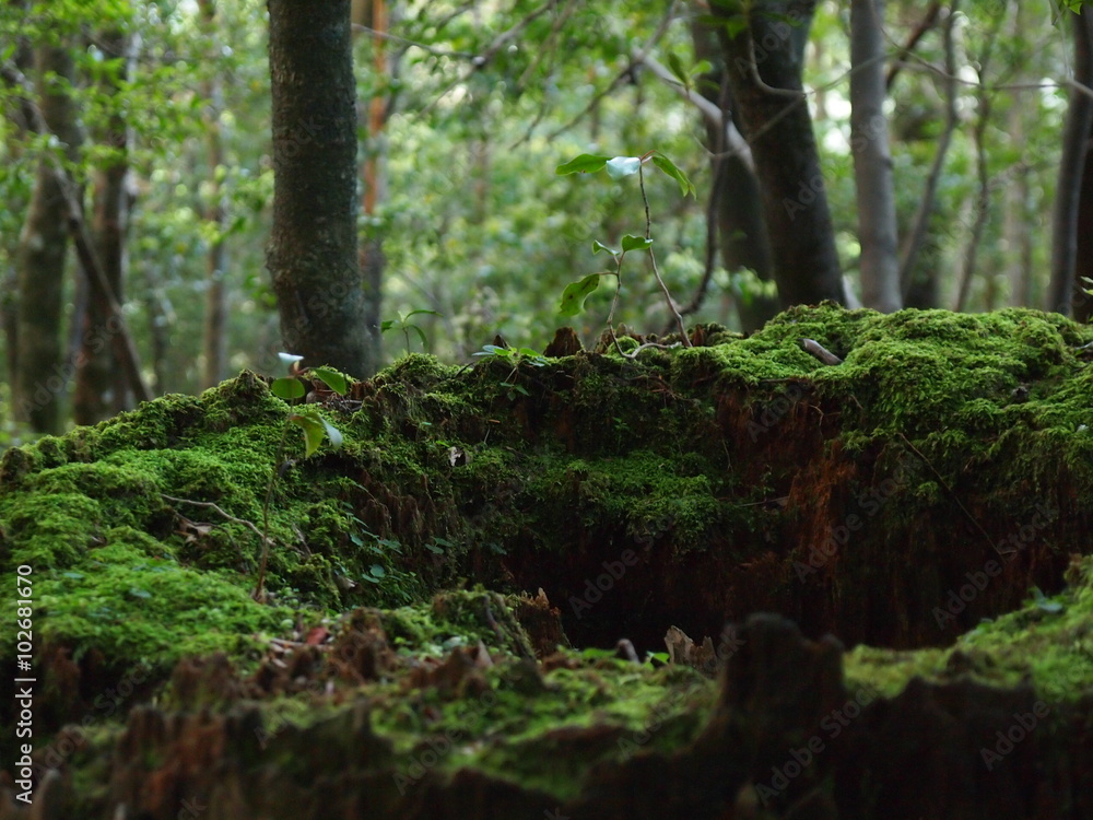 Fototapeta premium 苔むした切り株 屋久島