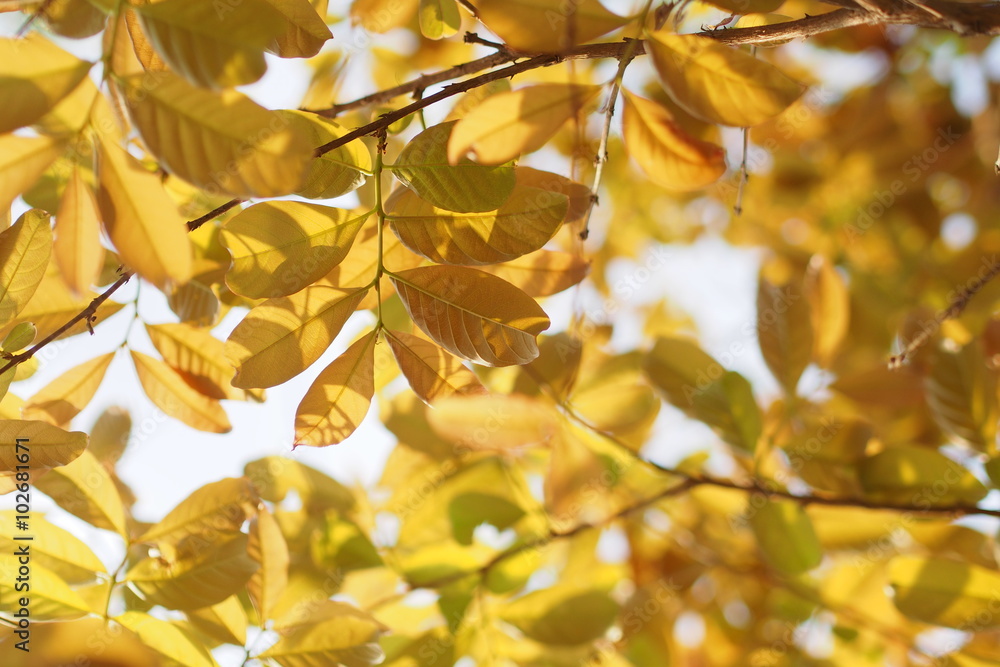 Gold leafs in summer of Thailand with white background Gold leafs in summer of Thailand with white background