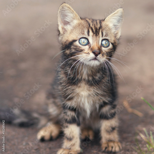 brown stripes cute kitten sitting and looking 