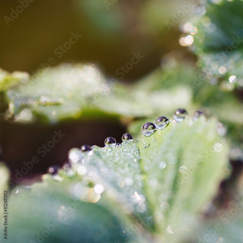 dew drops on the leaves of strawberry