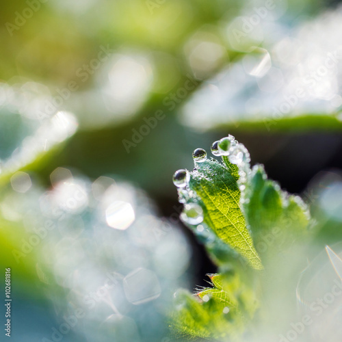 dew drops on the leaves of strawberry © serkucher