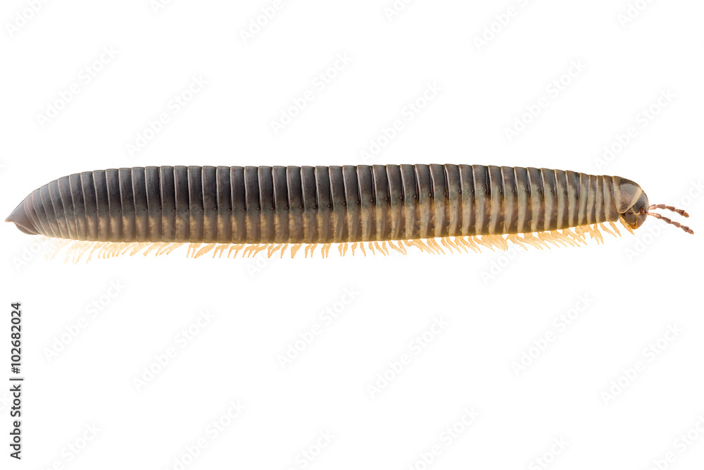 The Millipede Julida isolated on white background, lateral view. The Millipede Julida isolated on white background, lateral view.