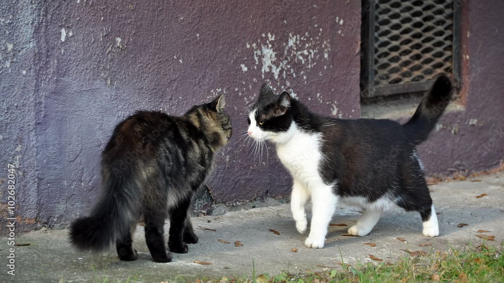 Obraz premium Cat fighting