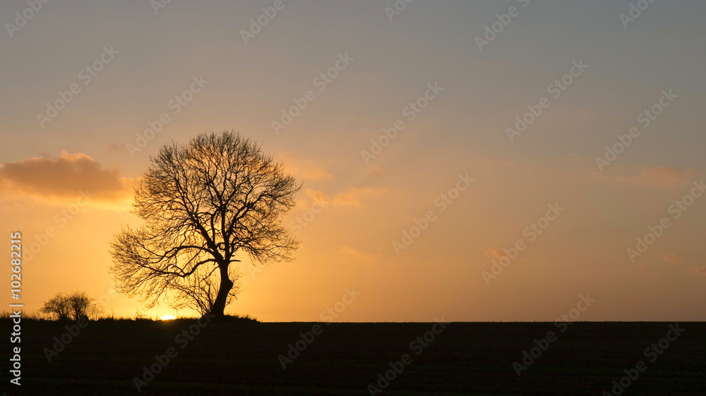 Fototapeta premium Lonely Tree in the Sunset