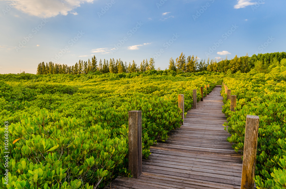 Wooden bridge and mangrove field. Boardwalk in Tung Prong Thong