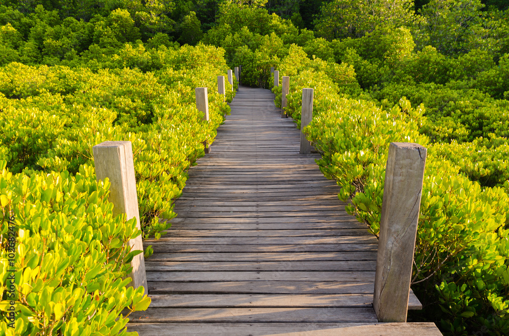 Wooden bridge and mangrove field. Boardwalk in Tung Prong Thong Wooden bridge and mangrove field. Boardwalk in Tung Prong Thong