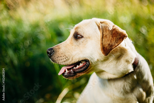 Close up of white Labrador Retriever Dog  © Grigory Bruev