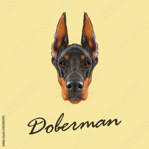 Doberman Pinscher dog