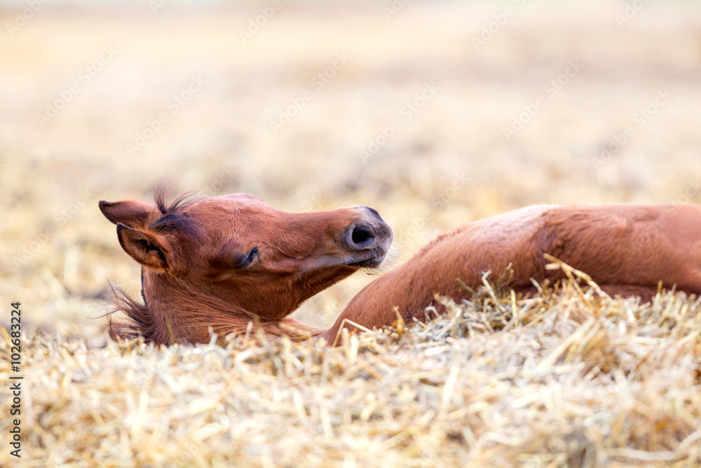 Bay foal lying on hay and sleep