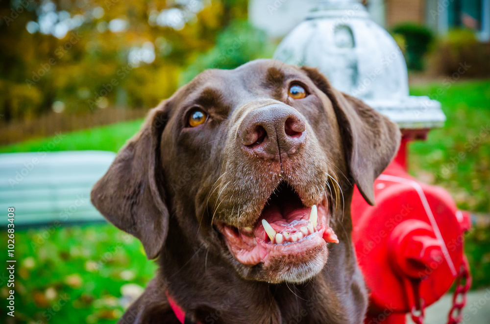 Labrador retriever smiling next to red fire hydrant