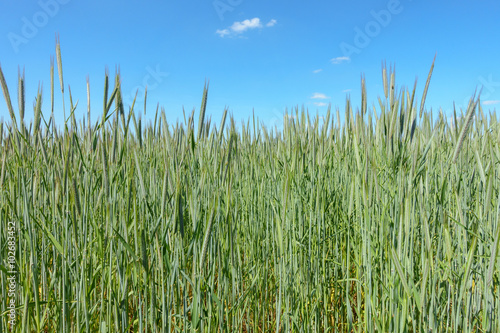 Wheat Field in Summer