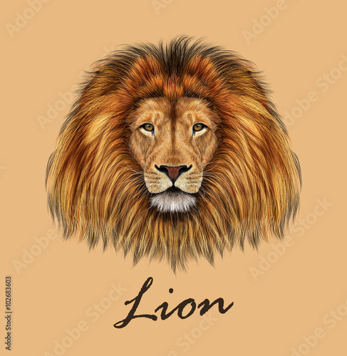 African Lion Portrait