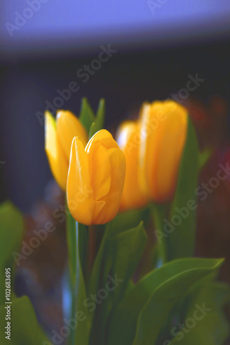yellow tulip flower in the garden with orange background Defocus floral spring background of colorful tulips on a blurred background Yellow tulips with beautiful bouquet background. Yellow tulips 