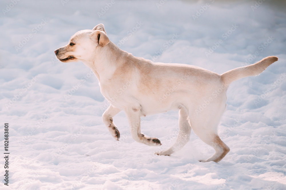Funny labrador dog playing outside, running on snow, winter seas