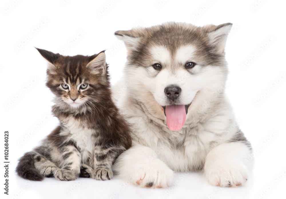 small alaskan malamute dog with little maine coon cat together.
