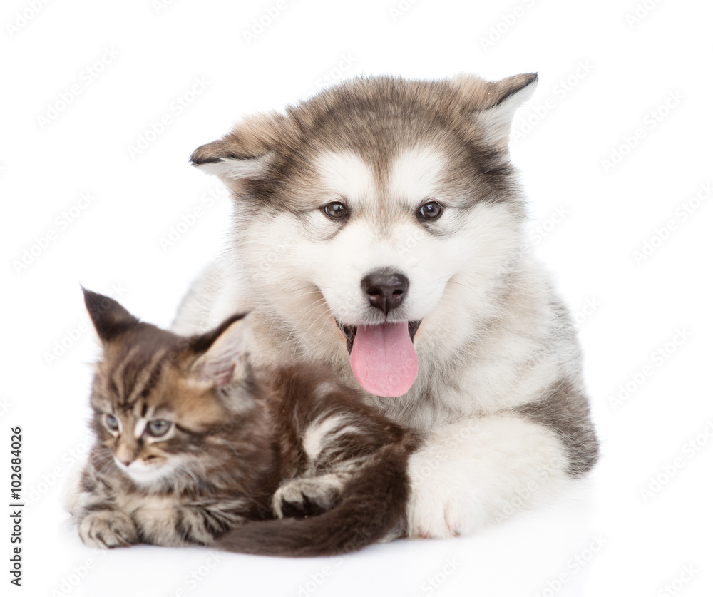 small maine coon cat lying with alaskan malamute dog. isolated o