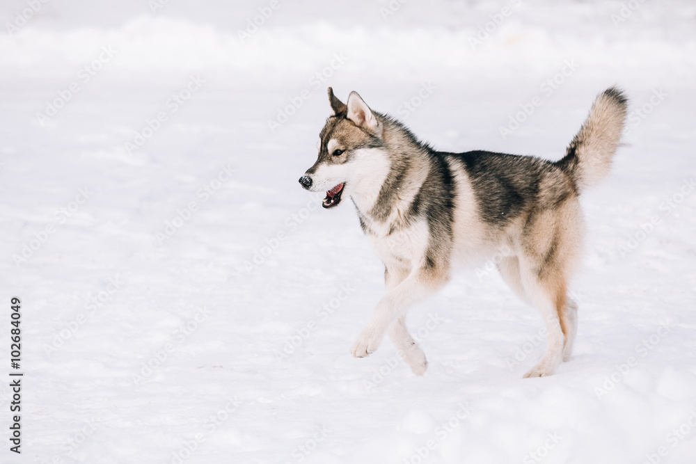 Young Husky dog play and running outdoor in snow, winter season