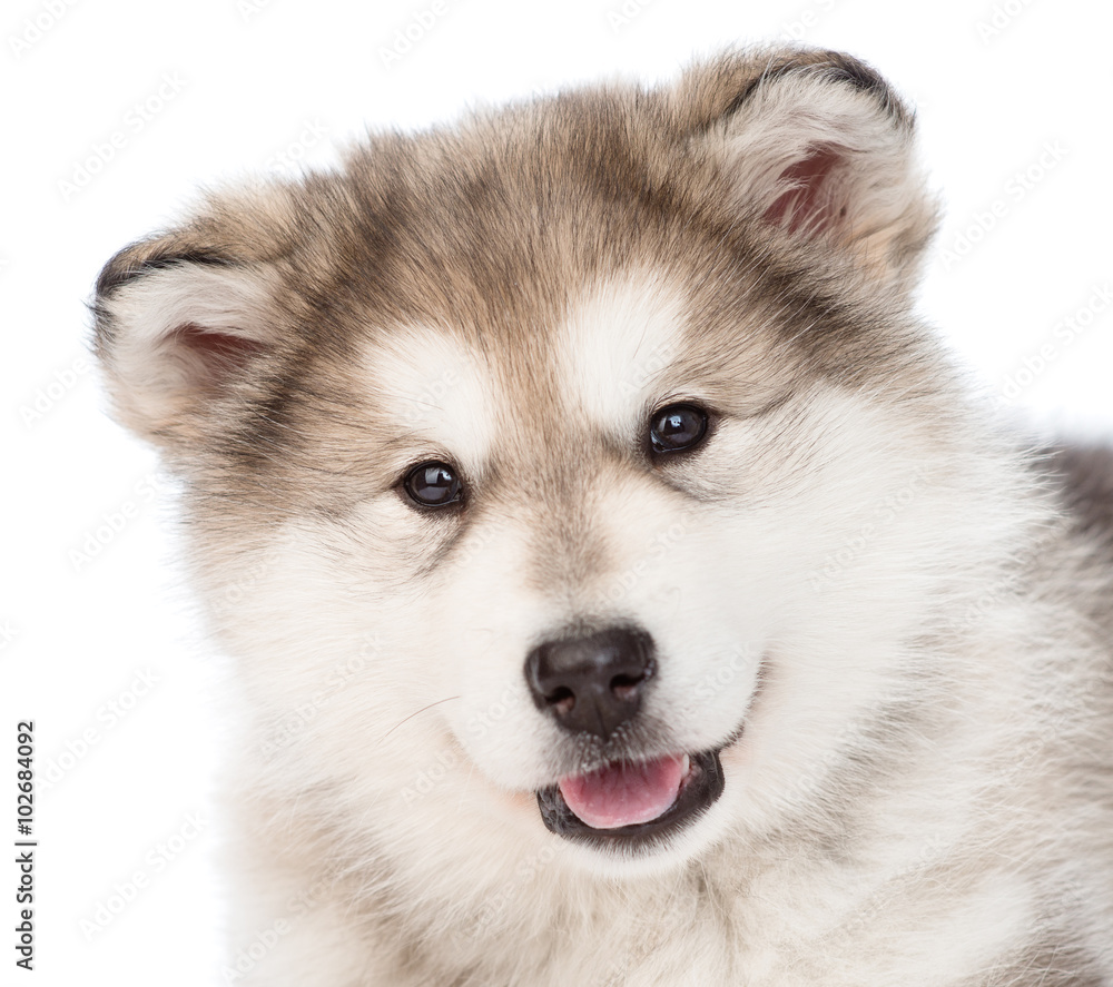 closeup portrait alaskan malamute puppy dog. isolated on white b