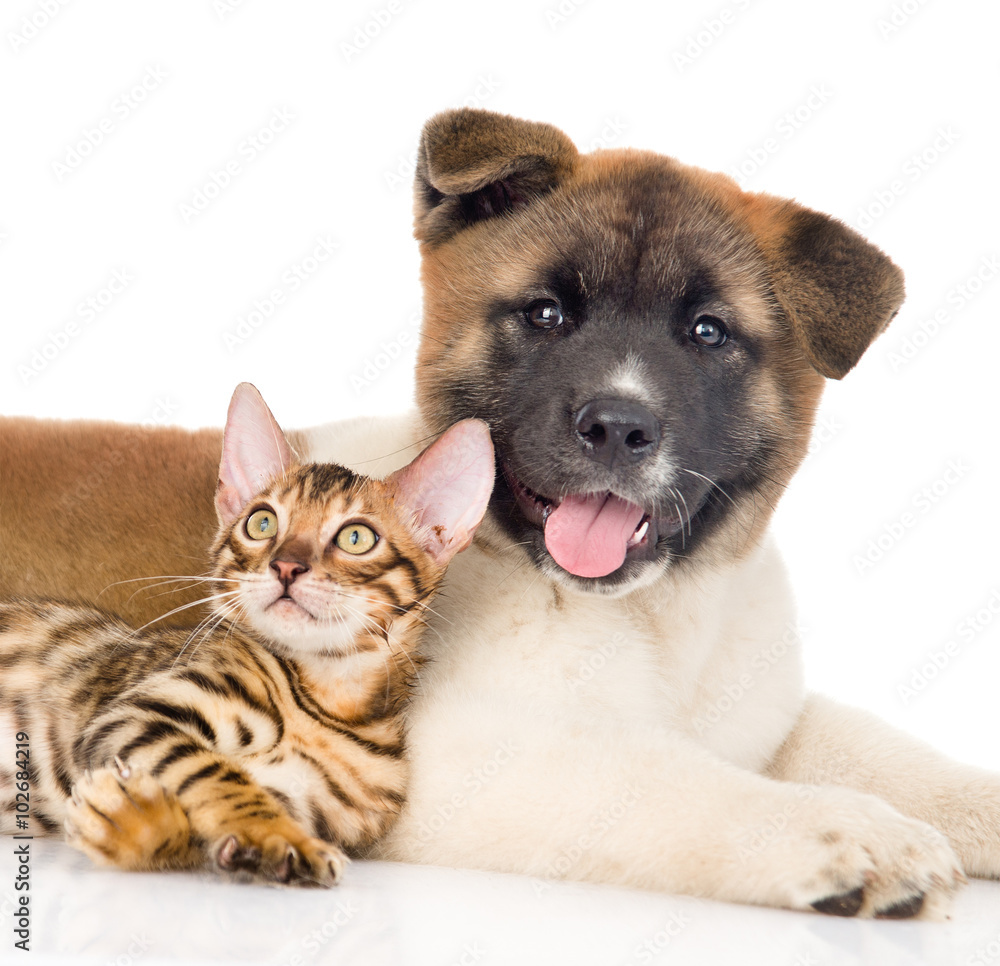 Funny japanese Akita inu puppy dog lying with small bengal cat. Funny japanese Akita inu puppy dog lying with small bengal cat.