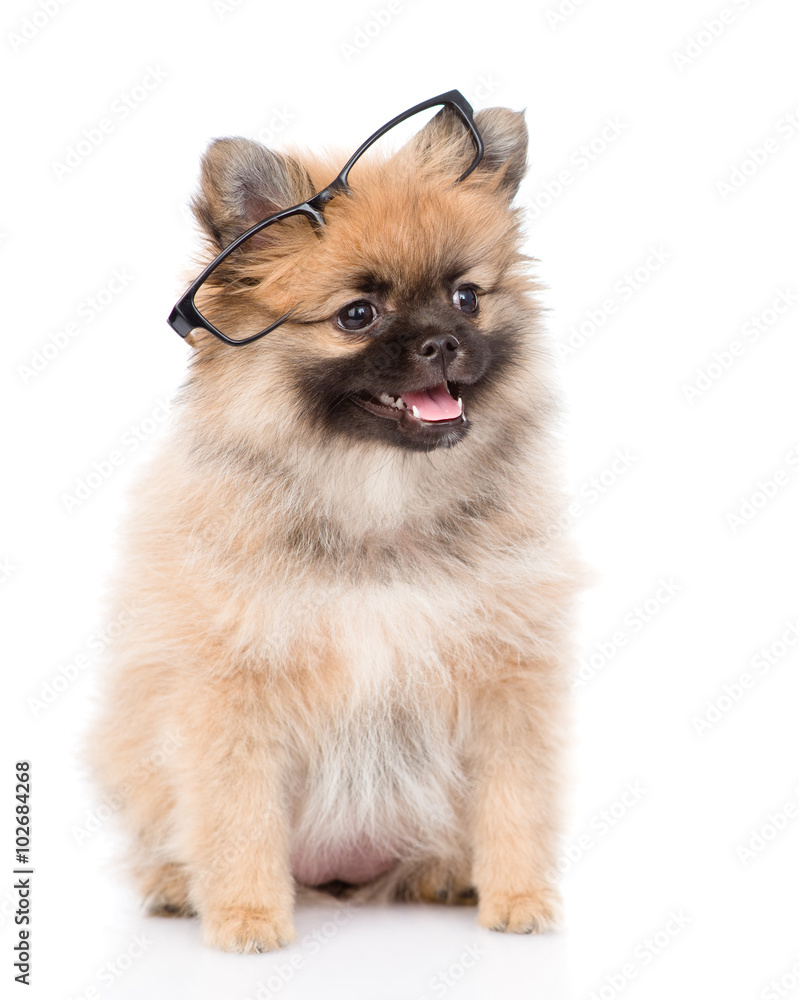 tiny spitz puppy with glasses. isolated on white background tiny spitz puppy with glasses. isolated on white background