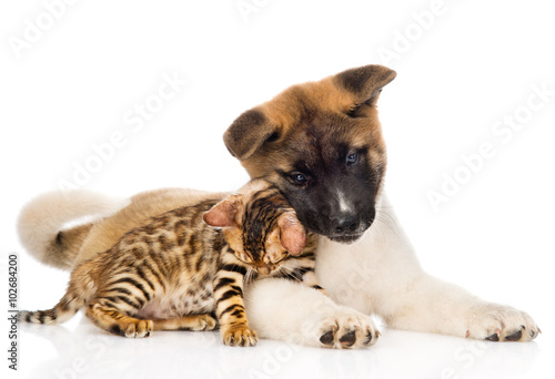 Japanese Akita inu puppy dog fawn  with small bengal cat. isolat