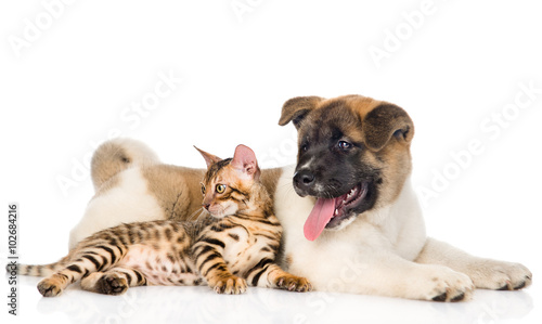 Japanese Akita inu dog and bengal cat together. isolated on whit