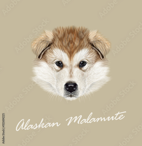 Alaskan Malamute Dog