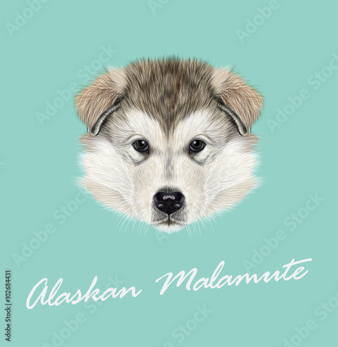 Alaskan Malamute Dog