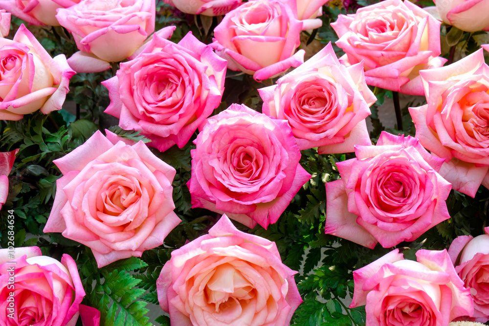 Pink roses background Pink roses background