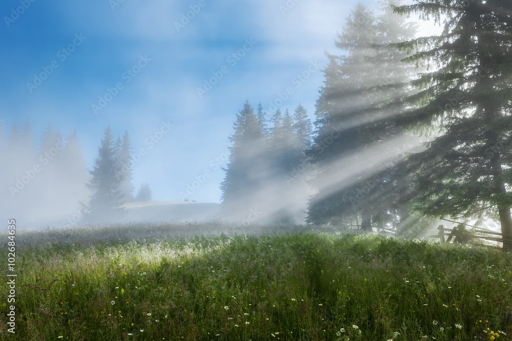 Fototapeta premium Carpathian Mountains. The rays of the rising sun streaming through the trees