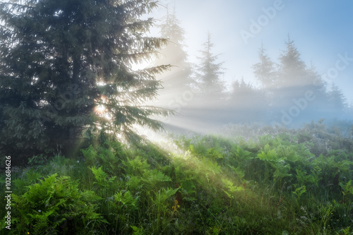 Carpathian Mountains. The rays of the rising sun streaming through the trees