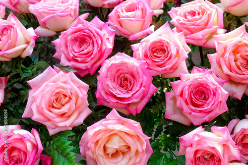 Pink roses background