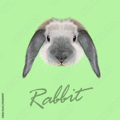 Rabbit animal portrait
