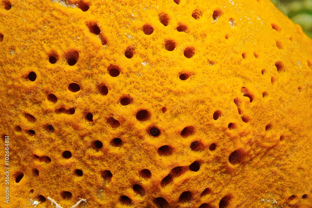 Close-up sea sponge Lissodendoryx colombiensis Close-up sea sponge Lissodendoryx colombiensis