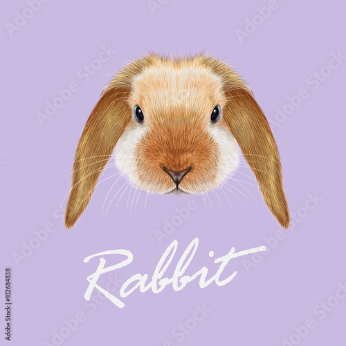 Rabbit animal portrait