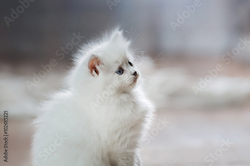  Ragdoll blue point kitten photo