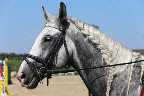 Side view portrait of grey horse with nice braided mane against