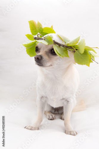 Wallpaper Mural Chihuahua Torontodigital.ca