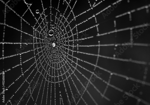 Wet spiderweb on a black background
