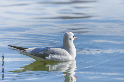 Seagull floating on water