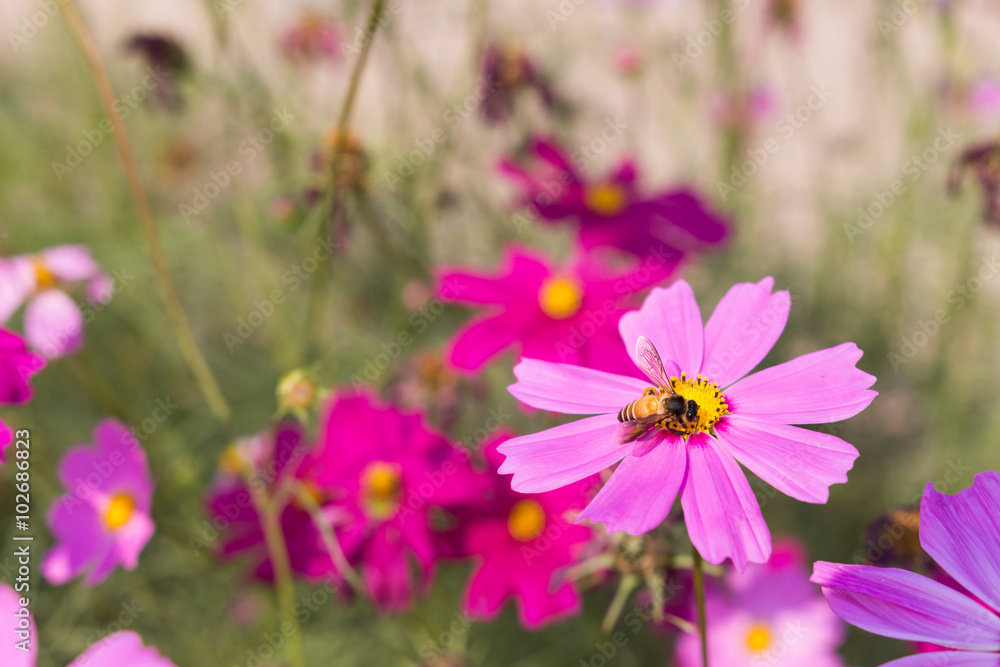 Bee collects pollen from pink flowers perennial asters in the ga Bee collects pollen from pink flowers perennial asters in the ga