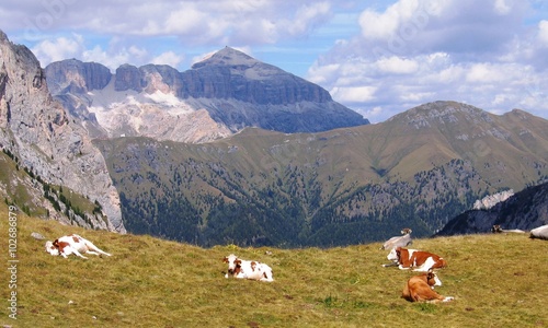 Herrlicher Blick auf Berggipfel mit Kühen im Vordergrund (Dolomiten, Italien)
