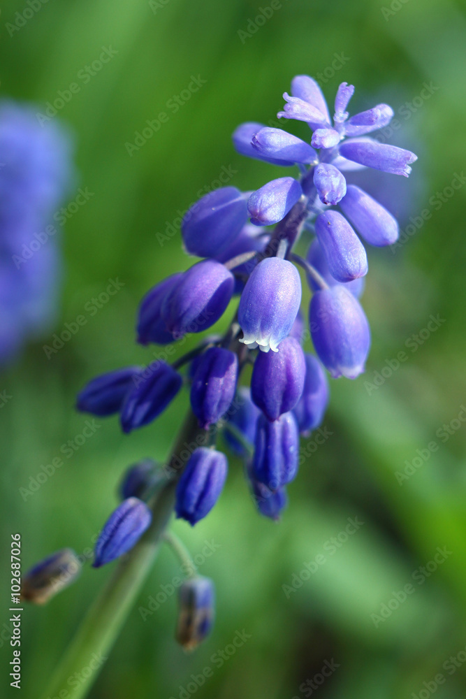 beautiful purple flower in the garden beautiful purple flower in the garden