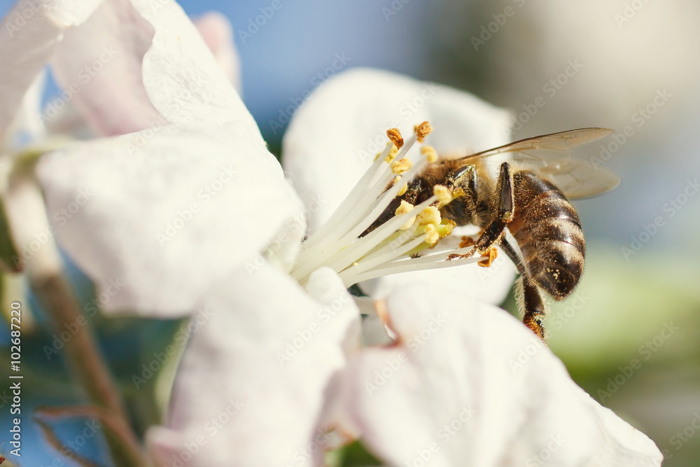 Close up of honey bee in cherry blossoms Close up of honey bee in cherry blossoms