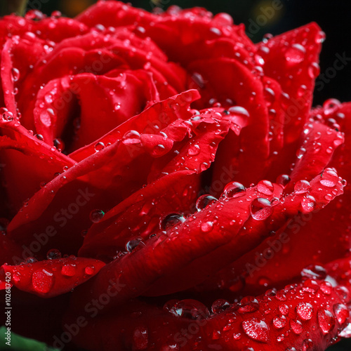 dew drops on rose